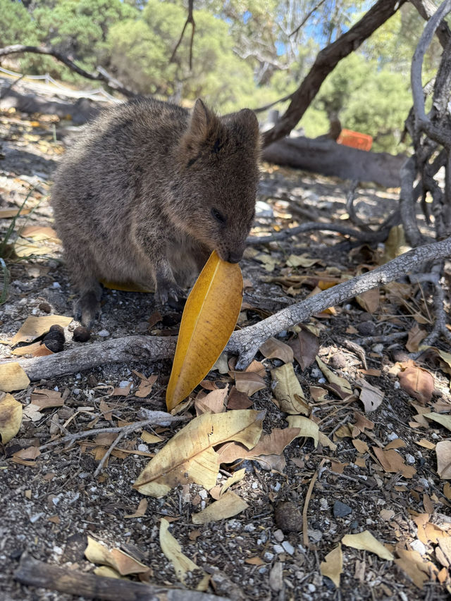 澳洲珀斯必去一日遊景點-羅特尼斯島（Rottnest Island）