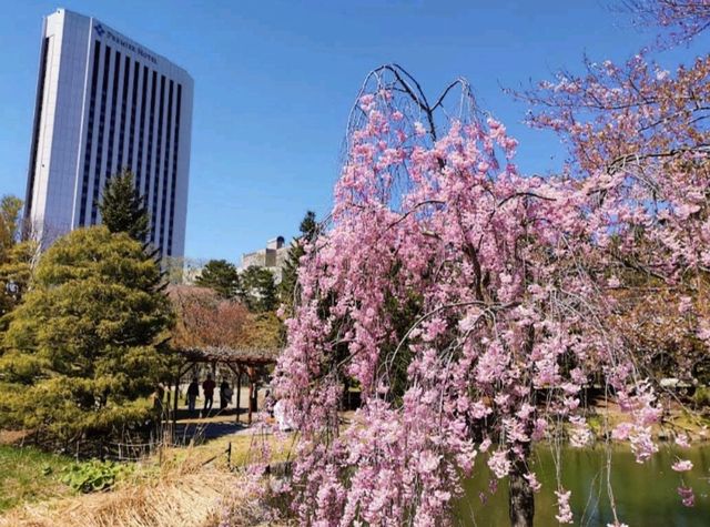 札幌中島公園，市中心最便捷的賞櫻綠洲