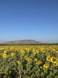 ทุ่งทานตะวัน🌻🌻