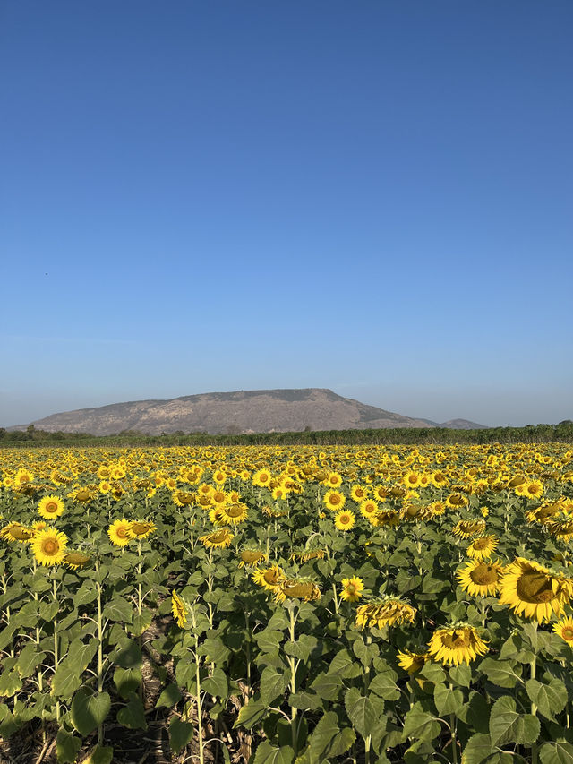 ทุ่งทานตะวัน🌻🌻