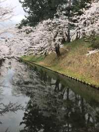 Cherry Blossoms in Hirosaki Castle Botanical Garden: A Floral Wonderland