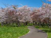 札幌近郊賞櫻秘境---豊平川桜の杜