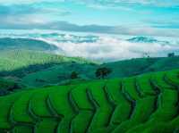 นาขั้นบันไดที่ใหญ่และสวยงามมาก