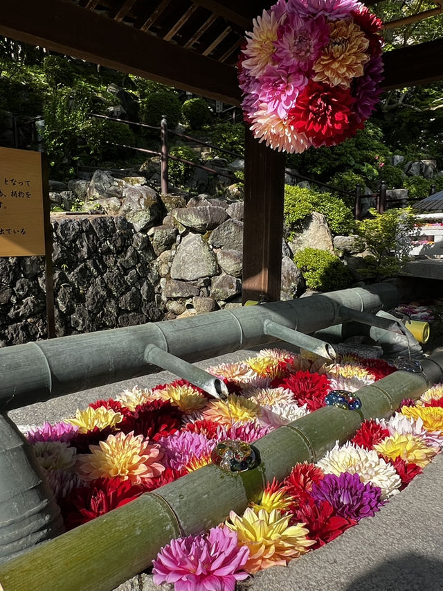 「なんで誰も教えてくれなかったの…？」岡寺に立った瞬間、思わずそんな言葉がこぼれた🇯🇵✈️🌏 