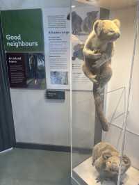 ポートマッコーリーのKoala Hospital 🐨💚