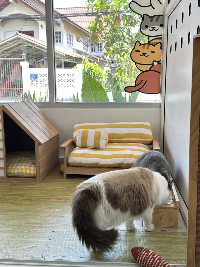 "𝘼𝙉𝙉𝘼 𝙗𝙖𝙠𝙚 𝙖𝙬𝙖𝙮" คาเฟ่ที่มีแมวเอ็นฯ🐈