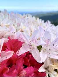 Spring Hike at Himenosawa Park