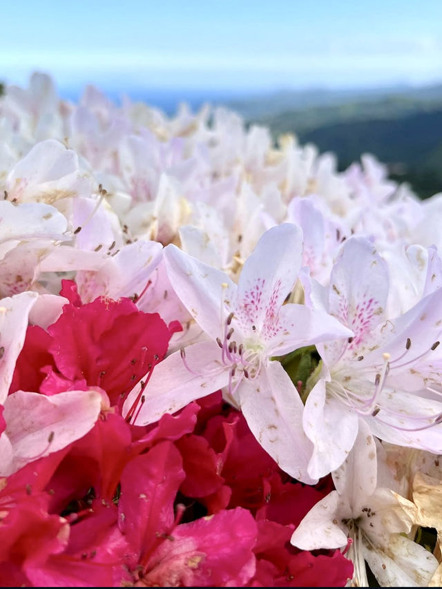 Spring Hike at Himenosawa Park