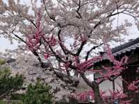 “Where Petals Meet the Sea: The Timeless Bloom of Matsumae”