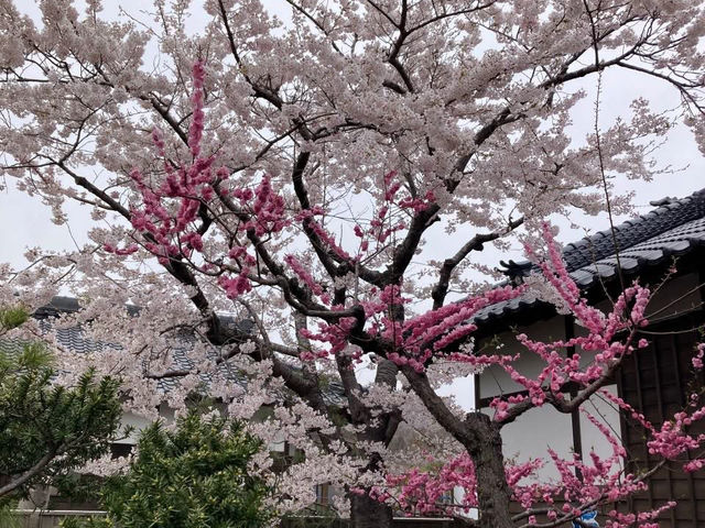 “Where Petals Meet the Sea: The Timeless Bloom of Matsumae”