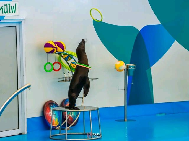 Title: Dive into Delight: A Day at Pattaya Dolphinarium