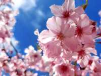 山林中的粉紅秘境：寶山二集團櫻花公園🌸