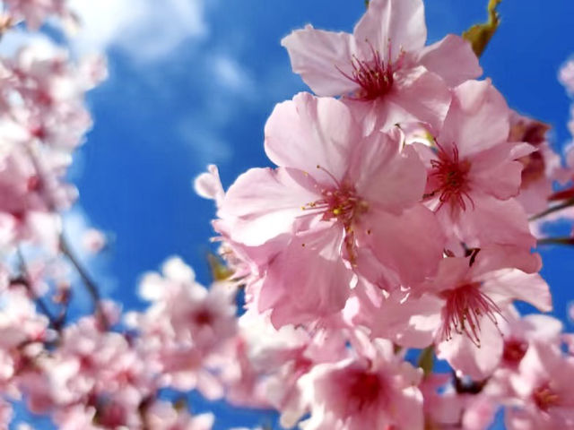 山林中的粉紅秘境：寶山二集團櫻花公園🌸
