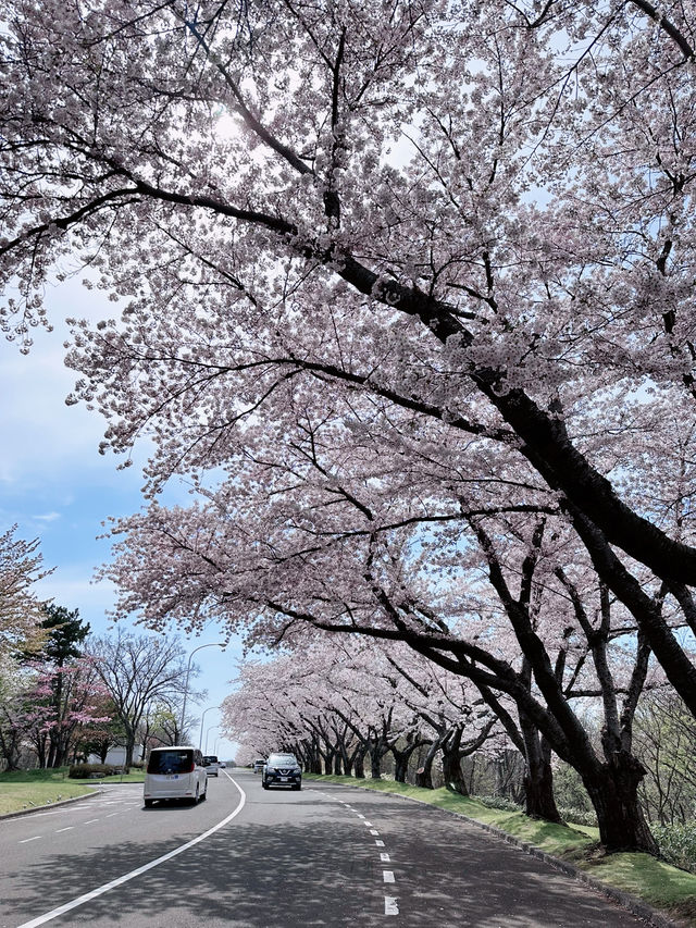 2025五月北海道獨遊追櫻之旅🌸 - 第二彈