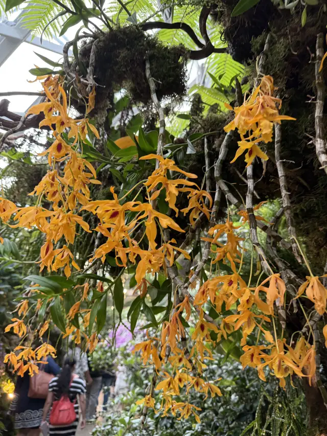 【Gardens by the Bay "Orchard Haven"|A Tropical Fruit and Flower Paradise】