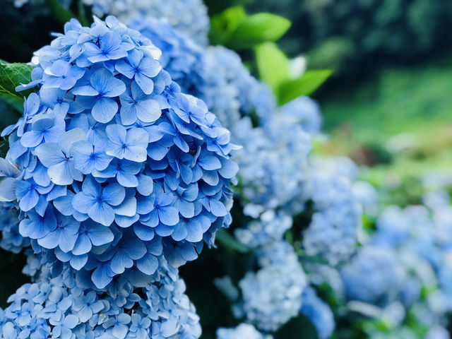 台北｜陽明山繡球花季起跑 一個月花期限定絕美花海