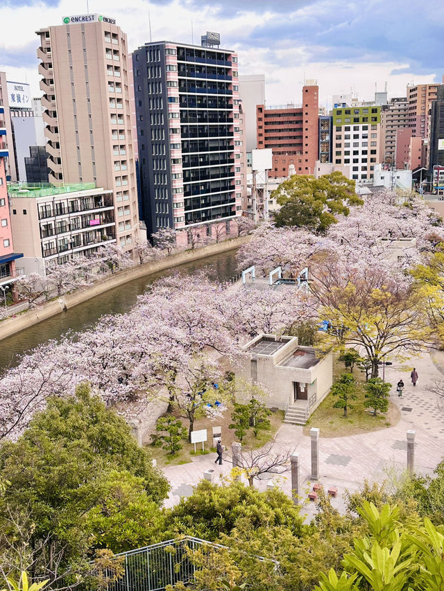 Sakura from Above: A Hidden Spring View at Acros Fukuoka