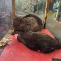 日本で唯一ラッコに会える水族館🦦ꕀ