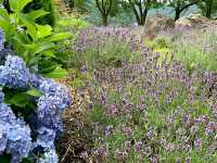 Katsunuma Garden – A Hidden Vineyard Paradise in Yamanashi