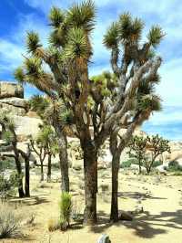 Iconic Views from Keys View: Joshua Tree’s Must-See Landmark