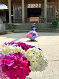 【福岡観光】今年も見たい❁⃘神社の紫陽花祭り♡