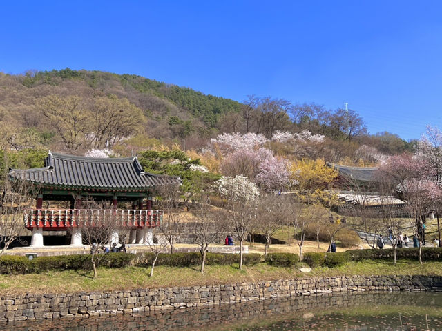 벚꽃 조각들 🌸🩷