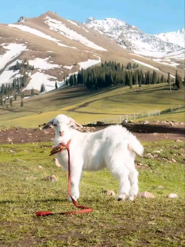 Ili Grasslands: Xinjiang’s Hidden Prairie Paradise