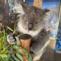 Wildlife Wonders at Caversham