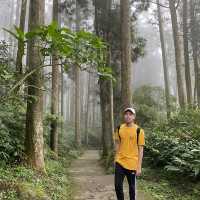 溪頭森林遊樂區🌳