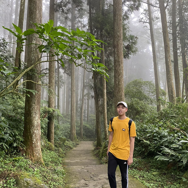 溪頭森林遊樂區🌳