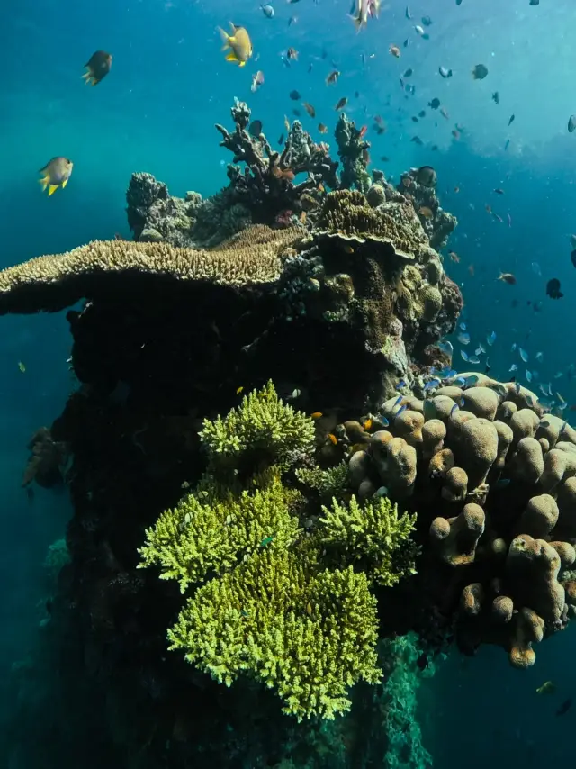 The best diving spot in Bali, where on earth is this?