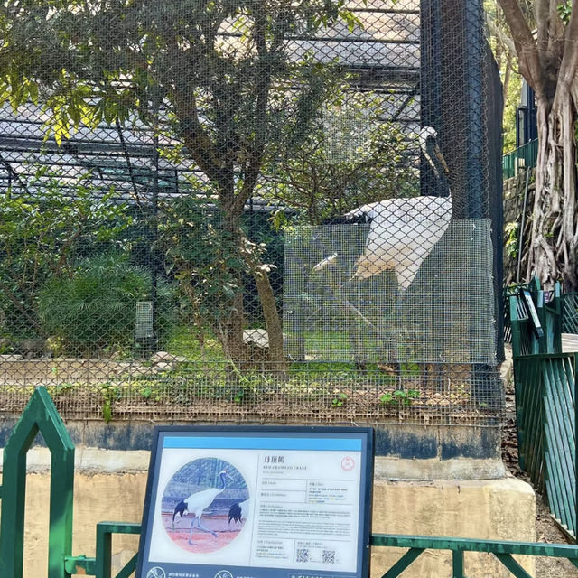 🌿🐒 Hong Kong’s Backyard Paradise — Deep Dive into the Zoological & Botanical Gardens!