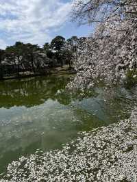 🌸【初見即傾心】大宮公園櫻花滿開的那一刻，我與春天撞了個滿懷!