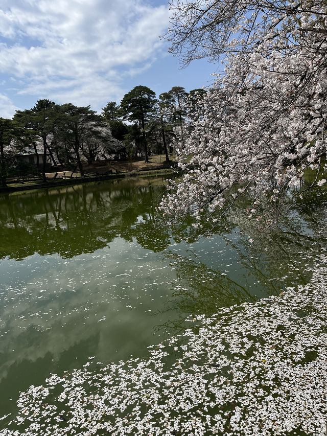 🌸【初見即傾心】大宮公園櫻花滿開的那一刻，我與春天撞了個滿懷!