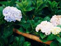 Bucket of Blooms, Boots On & Camera Ready at KUV NIAM HYDRENYA