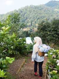 Lost in a Sea of Hydrangeas at Kuv Niam Hydenyia, Chiang Mai