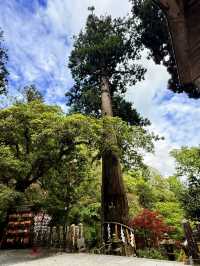 京都｜800年歷史53公尺高大杉木 由岐神社的鎮邪傳說