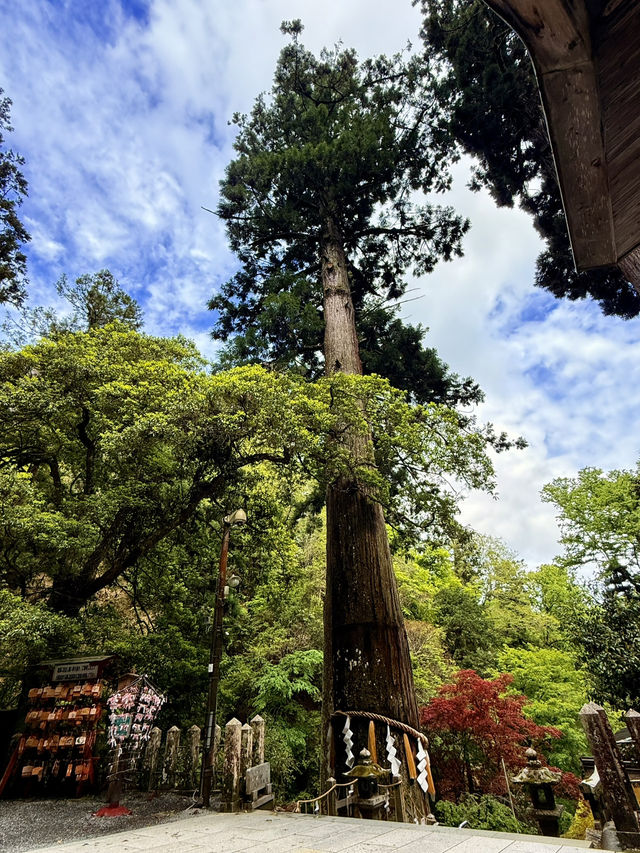 京都｜800年歷史53公尺高大杉木 由岐神社的鎮邪傳說
