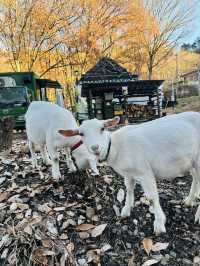 自然溢れる🌿⟡.·長野🇯🇵でグランピング体験🏕️遊び場たくさんでヤギも一緒🐐ˊ˗