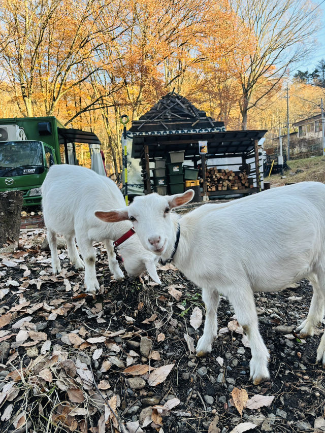 自然溢れる🌿⟡.·長野🇯🇵でグランピング体験🏕️遊び場たくさんでヤギも一緒🐐ˊ˗