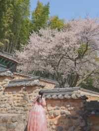 이른 벚꽃을 만난듯 역대급으로 예뻤던 매화 스팟🌸