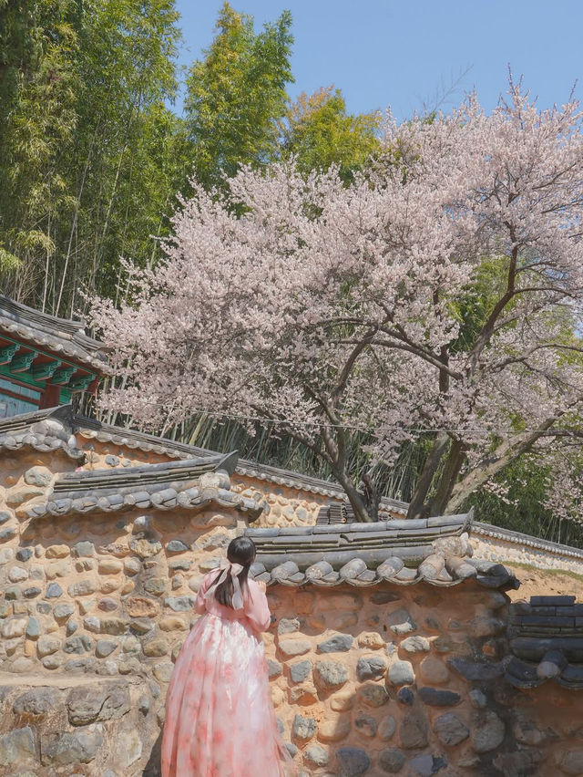 이른 벚꽃을 만난듯 역대급으로 예뻤던 매화 스팟🌸