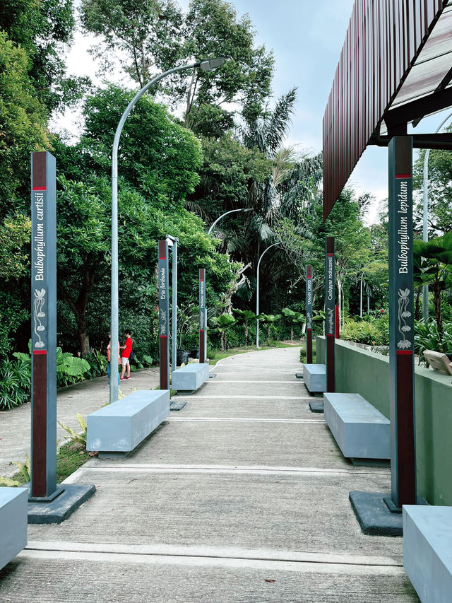 A Peaceful Bloom at Taman Orchid Kuala Lumpur