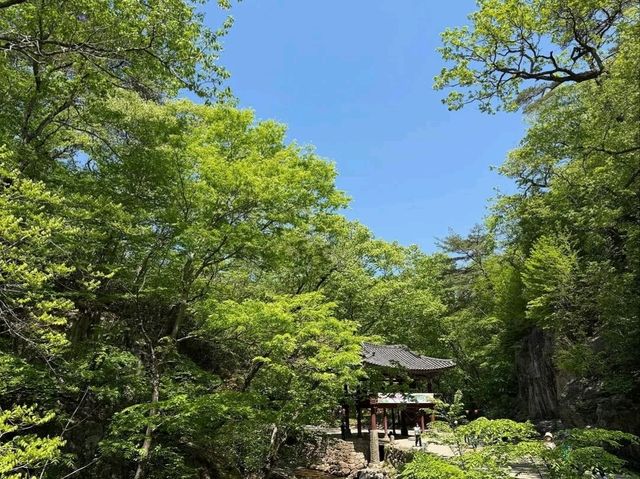 Temple Vibes & Forest Feels