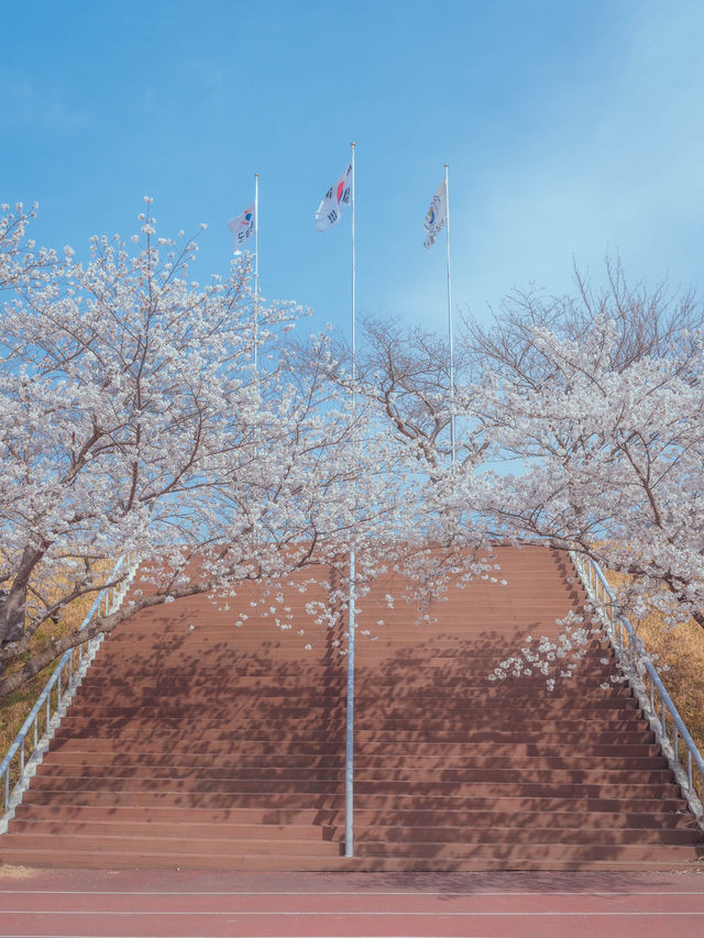 러너들에게 동화같은 벚꽃 트랙 명소“우슬체육관”