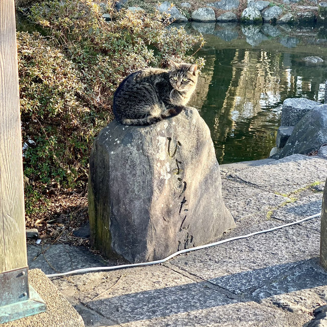 Tranquility at Maruyama Park, Kyoto