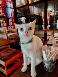 🏮“โคเนโกะเฮาส์“ร้านอาหารญี่ปุ้นสุดคิวท์ ในอุบล🏯🇯🇵