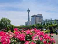 야마시타 공원(Yamashita Park) 요코하마 장미축제 야외데이트