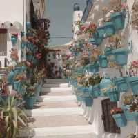 Cordoba Patio Festival: A Second Visit! 🌸🌼