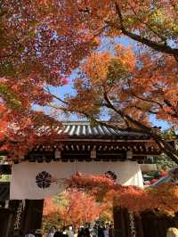 【京都🇯🇵】紅葉🍁が美しい秋の永観堂へ
